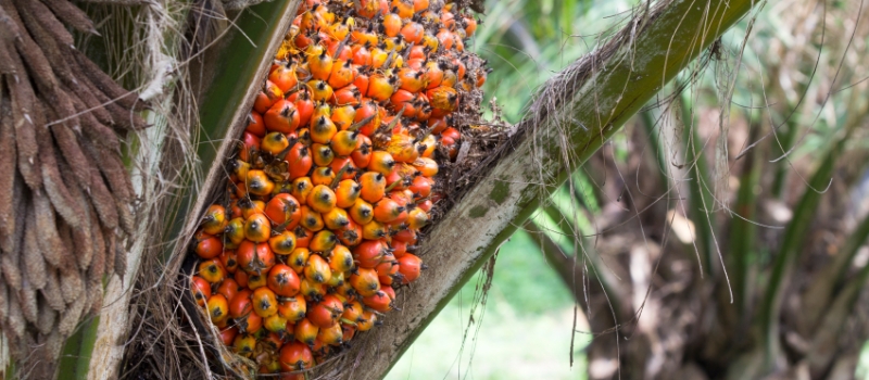 Palm fruit on the tree, tropical plant for bio diesel production